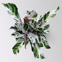 Calathea 'Fusion White', Topf-Ø 14 cm, Höhe ca. 30 cm