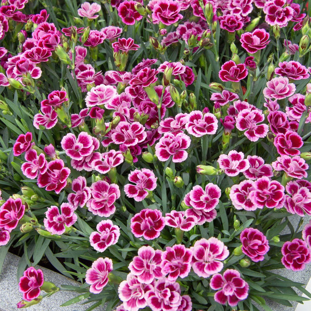 Prinzess-Nelke 'Pink Kisses®' pink-rosa, Topf-Ø 9 cm, 8er-Set