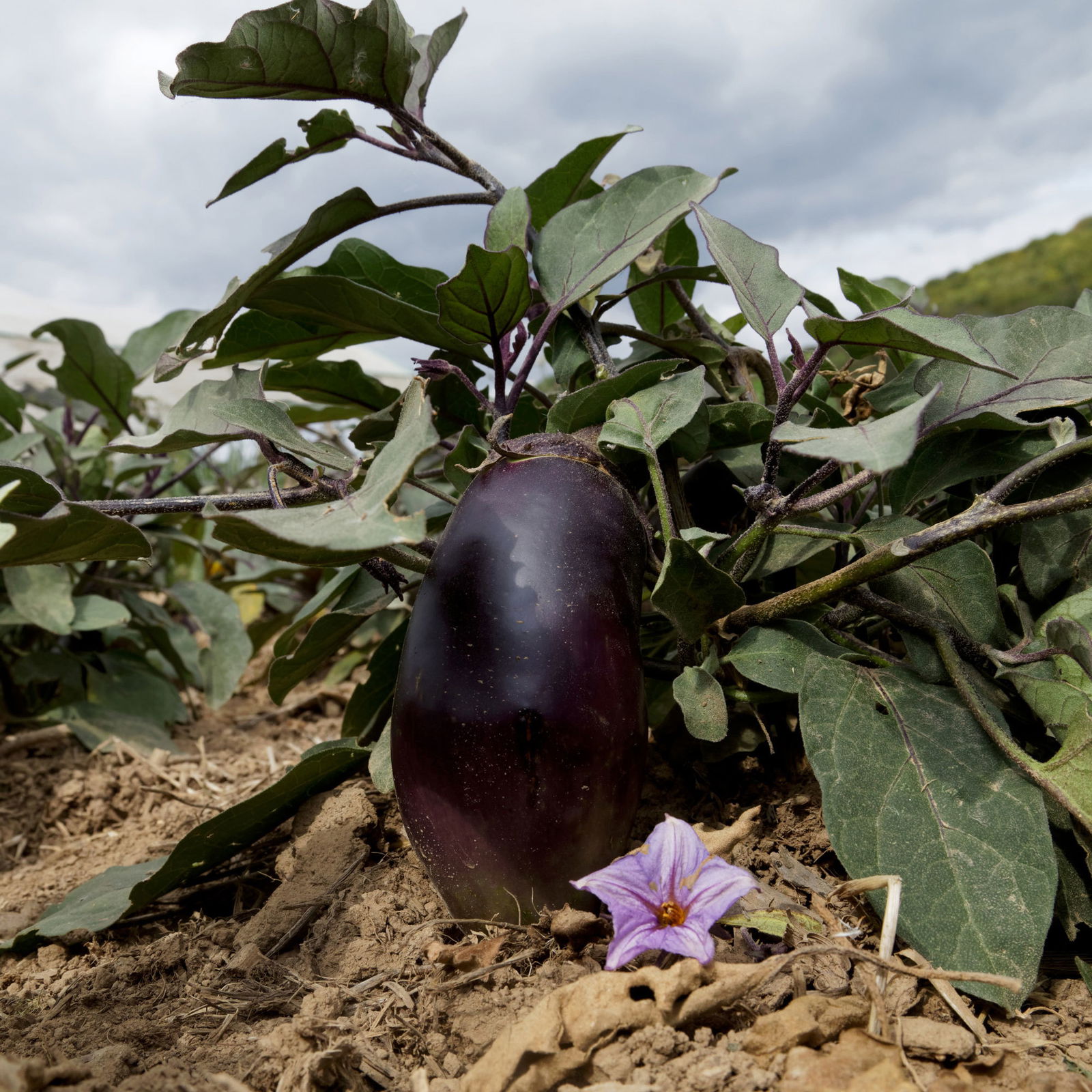 Auberginensamen, Aubergine ' Benarys Blaukönigin'