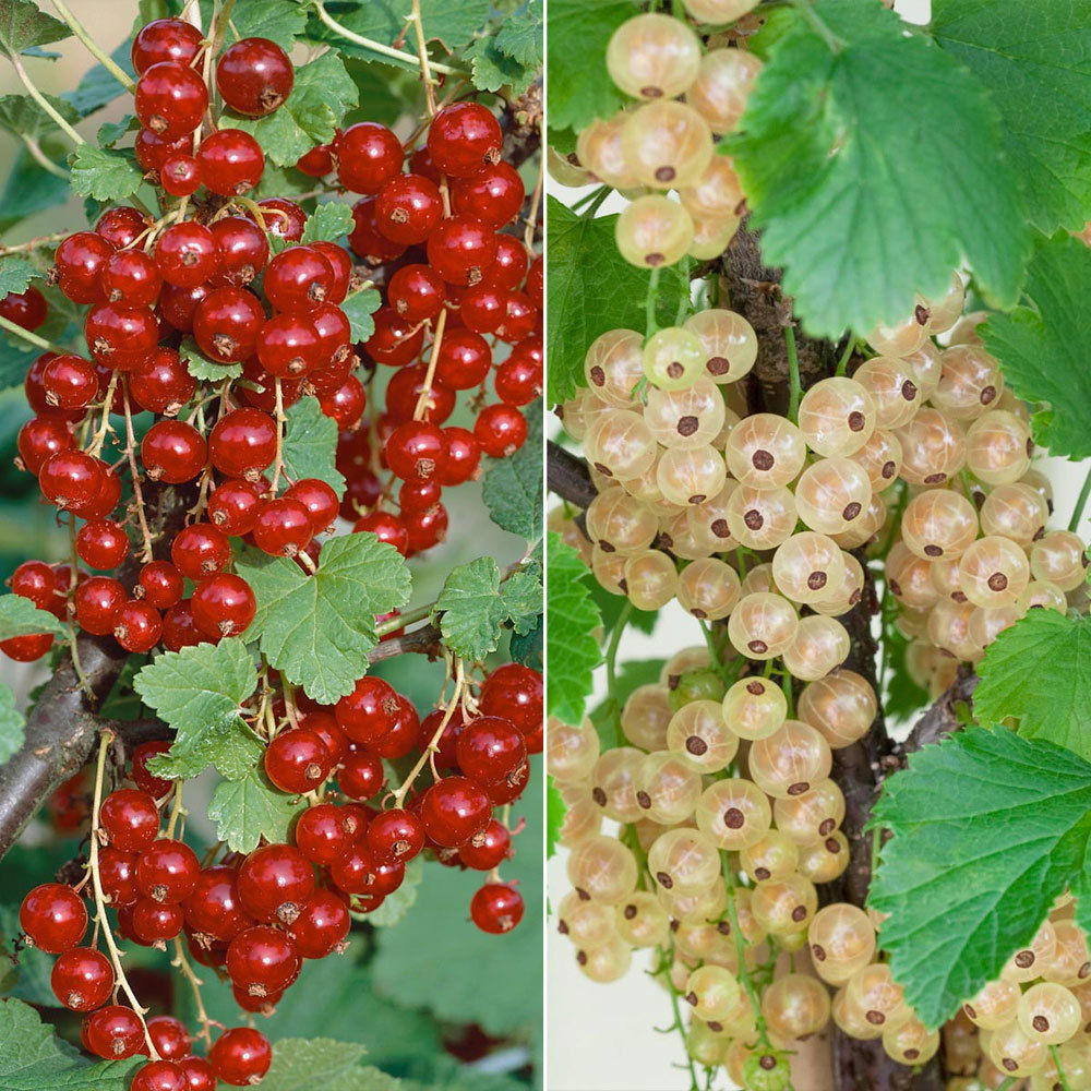 Johannisbeeren 'Rot/Weiss', 4er-Set, Topf je 2 Liter