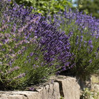 Lavendel, 6er-Set, Topf 12 / 13 cm Ø