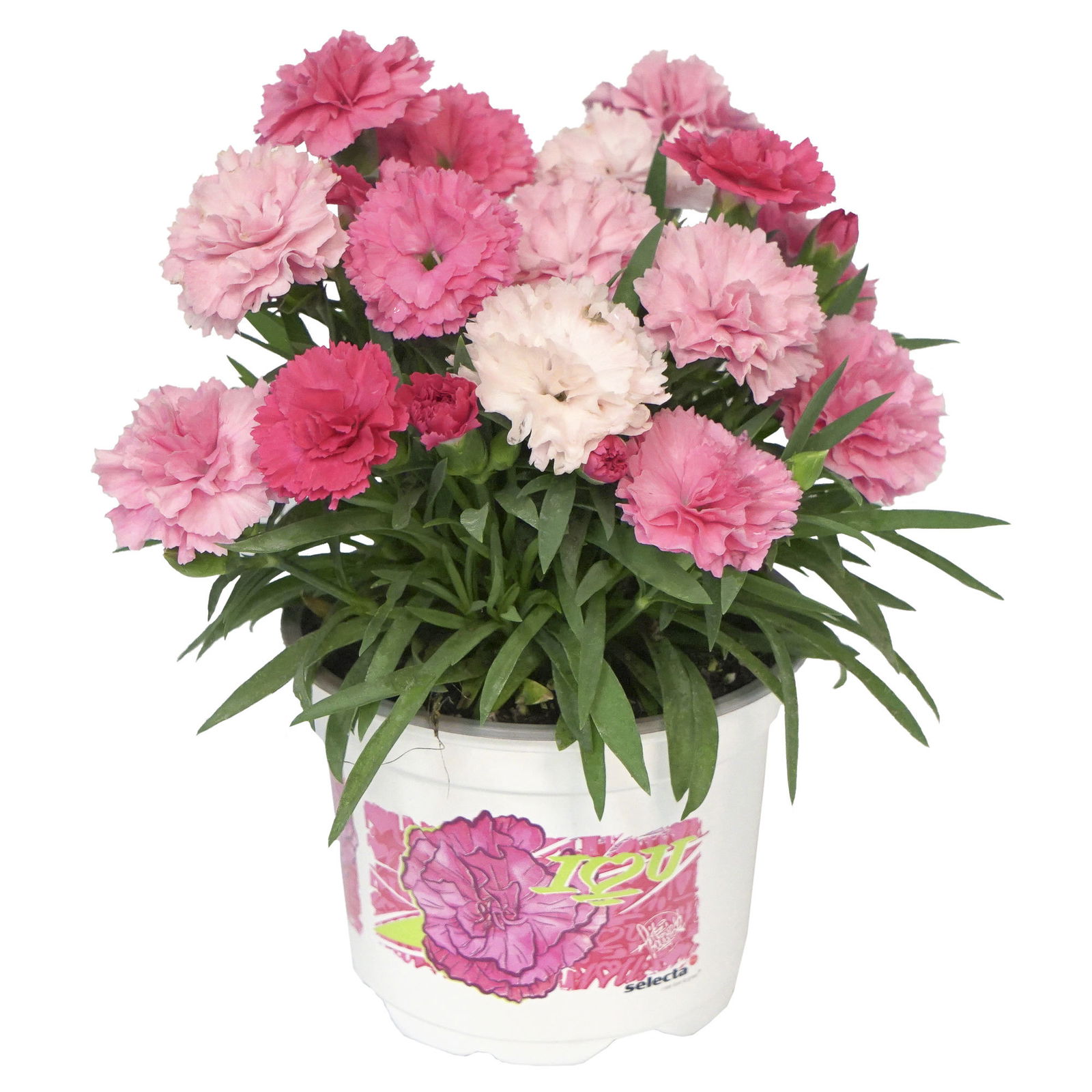 Stauden-Nelke 'I Love U', pink-rosa-weiß, Topf-Ø 11 cm, 6er-Set