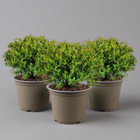 Japanische Ilex Kugel 'Glorie Gem', Ø 20-25 cm, Topf 2 Liter, 3er-Set