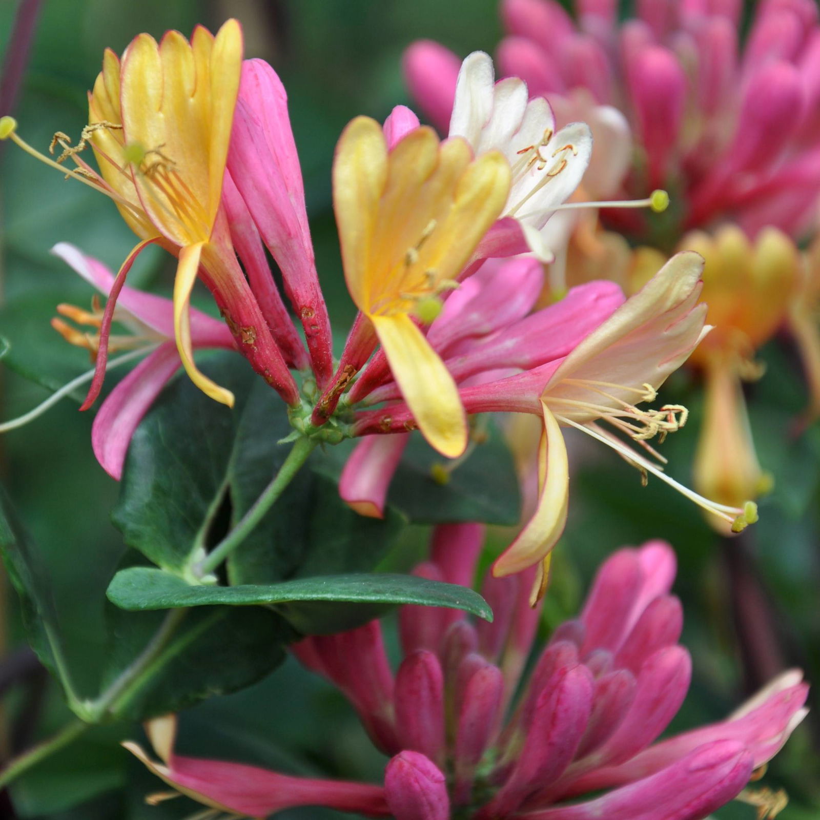 Duft-Geißblatt 'Goldflame', blaurote - purpurrote Blüten, 2er-Set, Topf 2 Liter