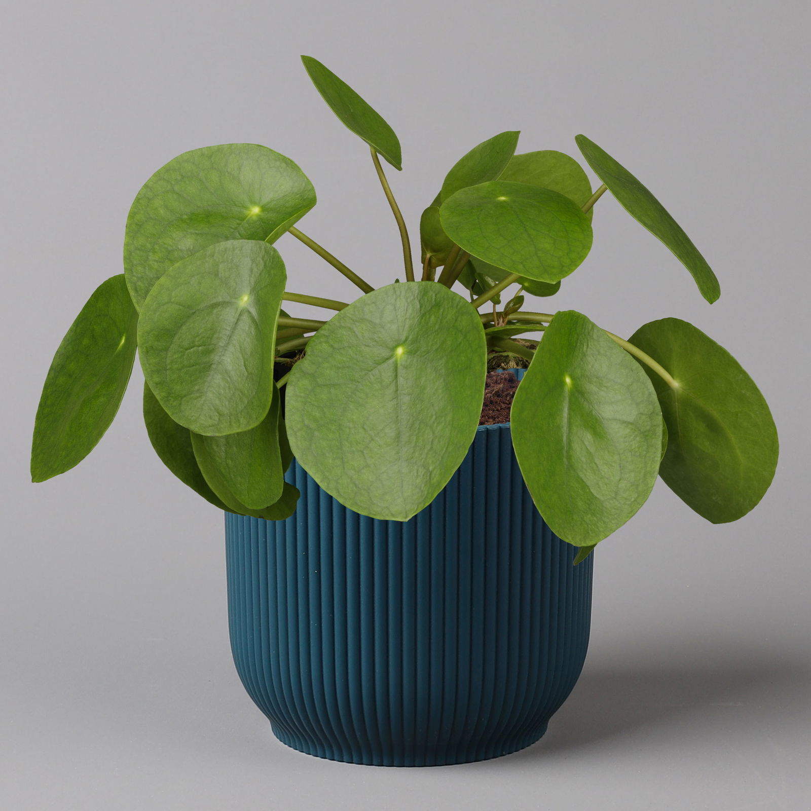 Pilea peperomioides in Übertopf Vibes blau, Topf-Ø 12 cm, H: ca. 20 cm