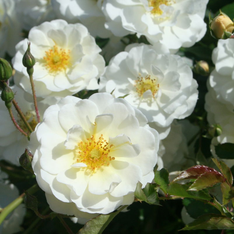 Ramblerrose 'Lykkefund', rahmweiß, Topf 5 Liter