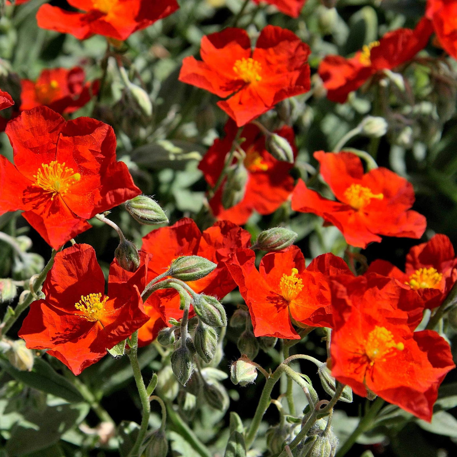 Bio Sonnenröschen 'Frau M. Bachthaler' dunkelrot, Topf-Ø 9 cm, 3er-Set