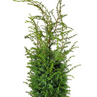 Silbriggrüner Säulenwacholder 'Excelsa', Höhe 40-60 cm, Topf 5 Liter, 2er-Set