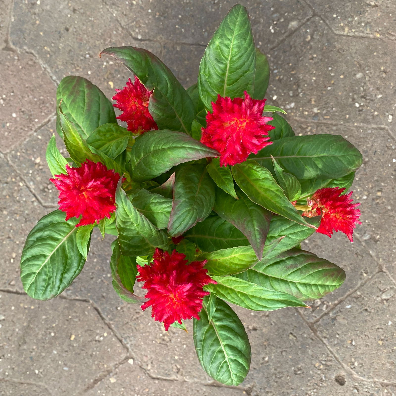 Celosia 'Kelos Fire Red' rot, Topf-Ø 12 cm, 6er-Set