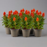 Celosia 'Kelos Fire Orange' orange, Topf-Ø 12 cm, 6er-Set