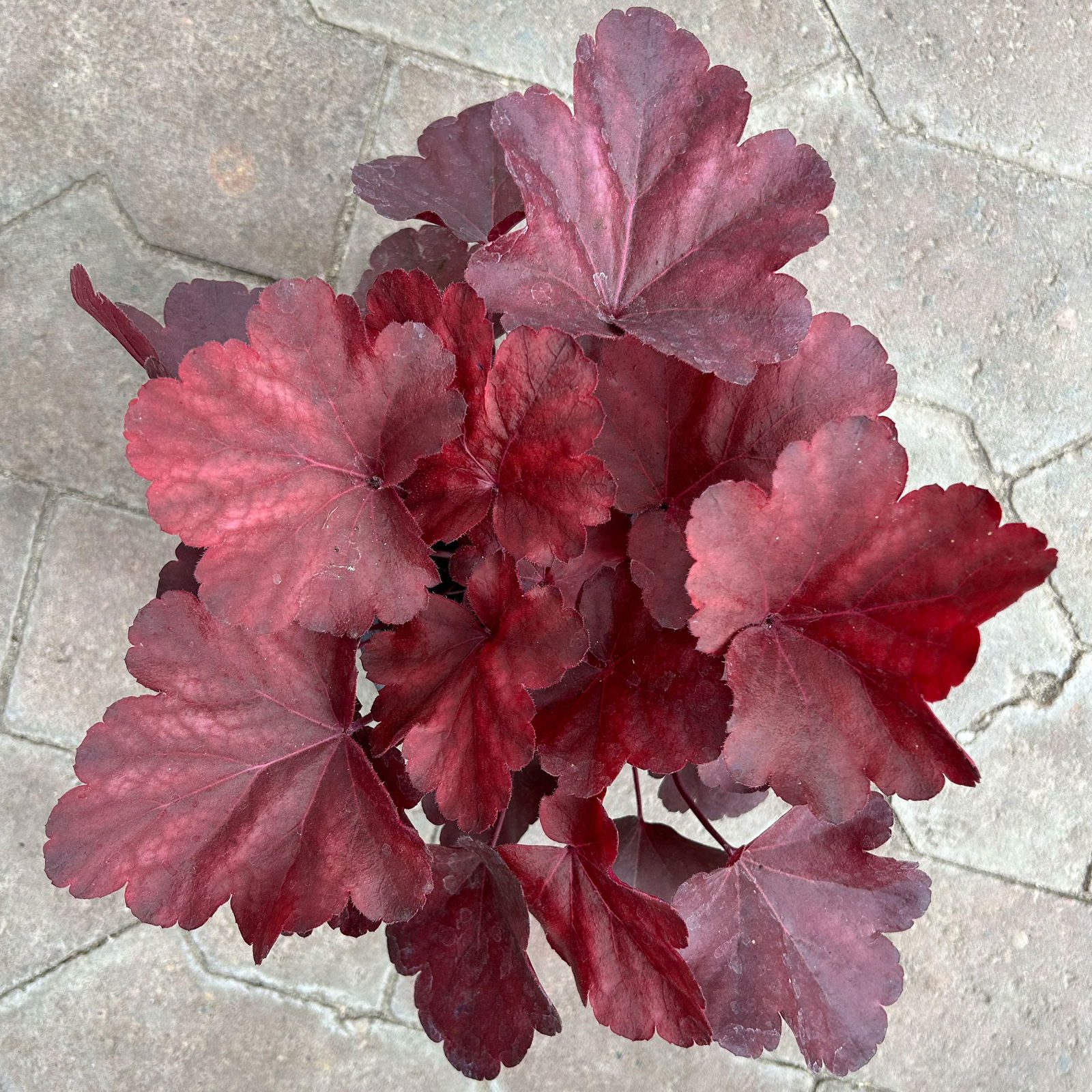 Bio Purpurglöckchen 'Royal Ruby', burgunderrot, Topf-Ø 12 cm, 3 Stück