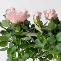 Rose 'Infinity Princess Dolc`amore®' hellrosa, Topf-Ø 10,5 cm, 3er-Set