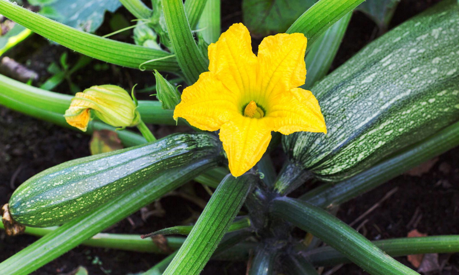 Zucchini 