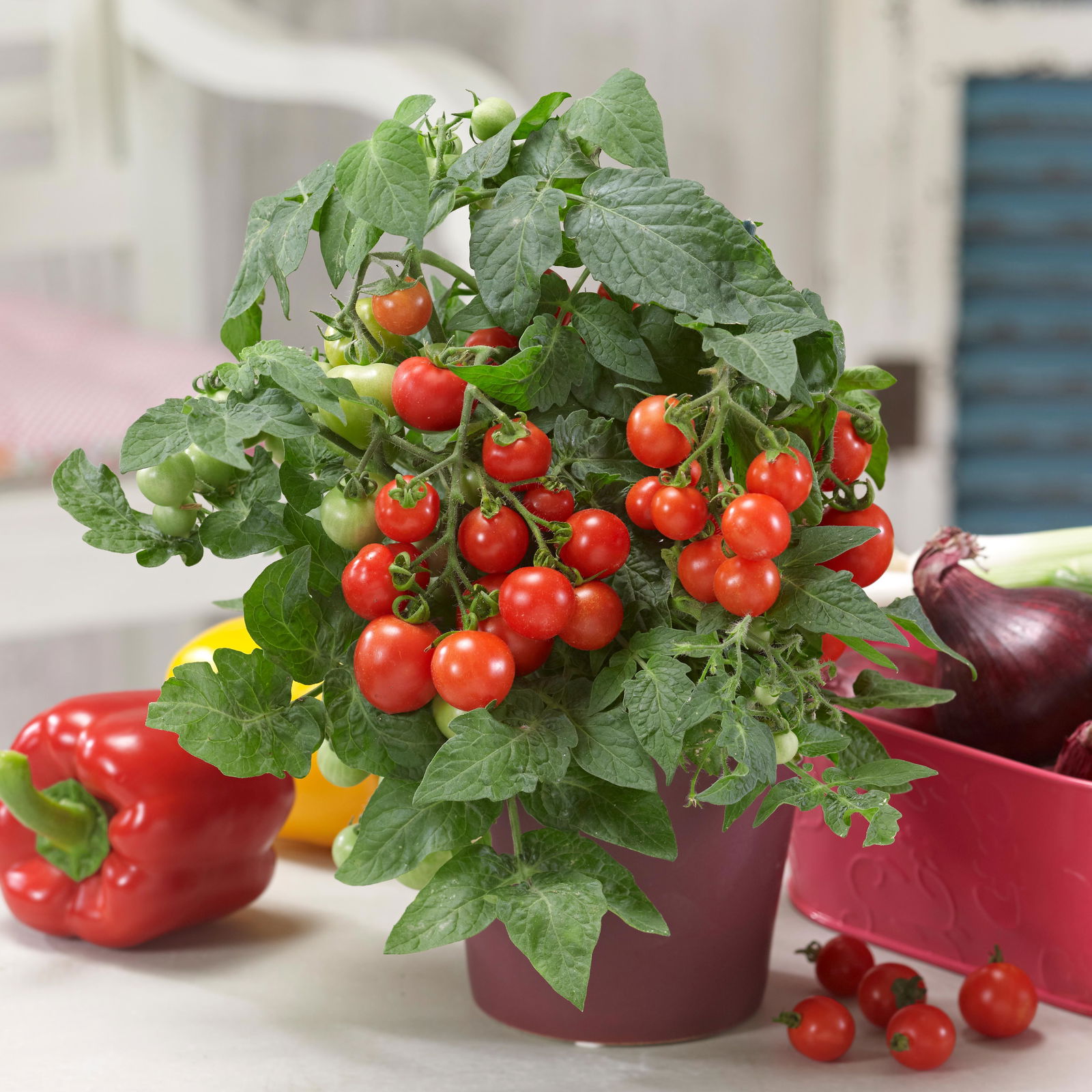 Blu Bio Cocktailtomate 'Naschtomate F1', Topf-Ø 12 cm, 3er Set