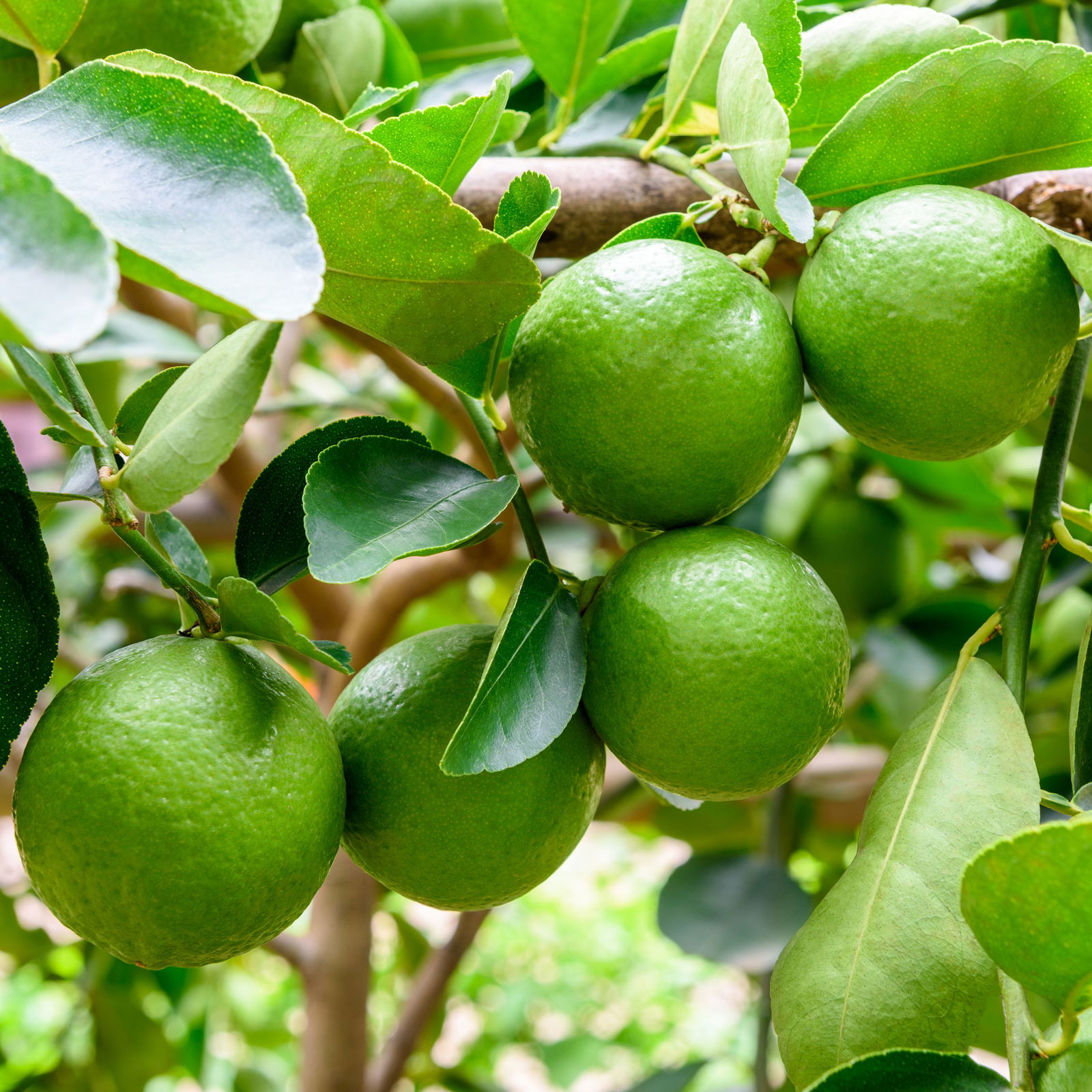 Limette 'Lima Verde', Stamm, Topf-Ø 20 cm, Höhe ca. 60 cm