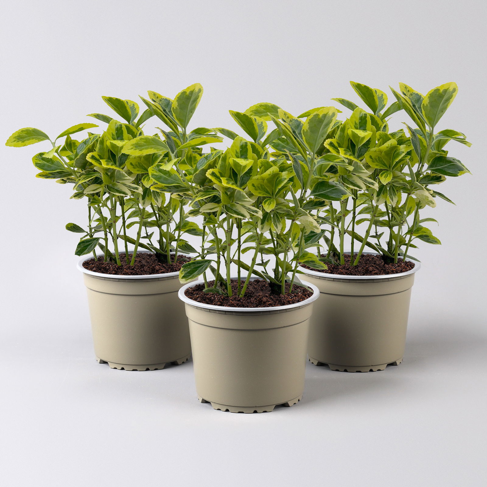 Japanischer Spindelstrauch, Euonymus japonicus 'Marieke',  Topf-Ø 13 cm, 3er-Set