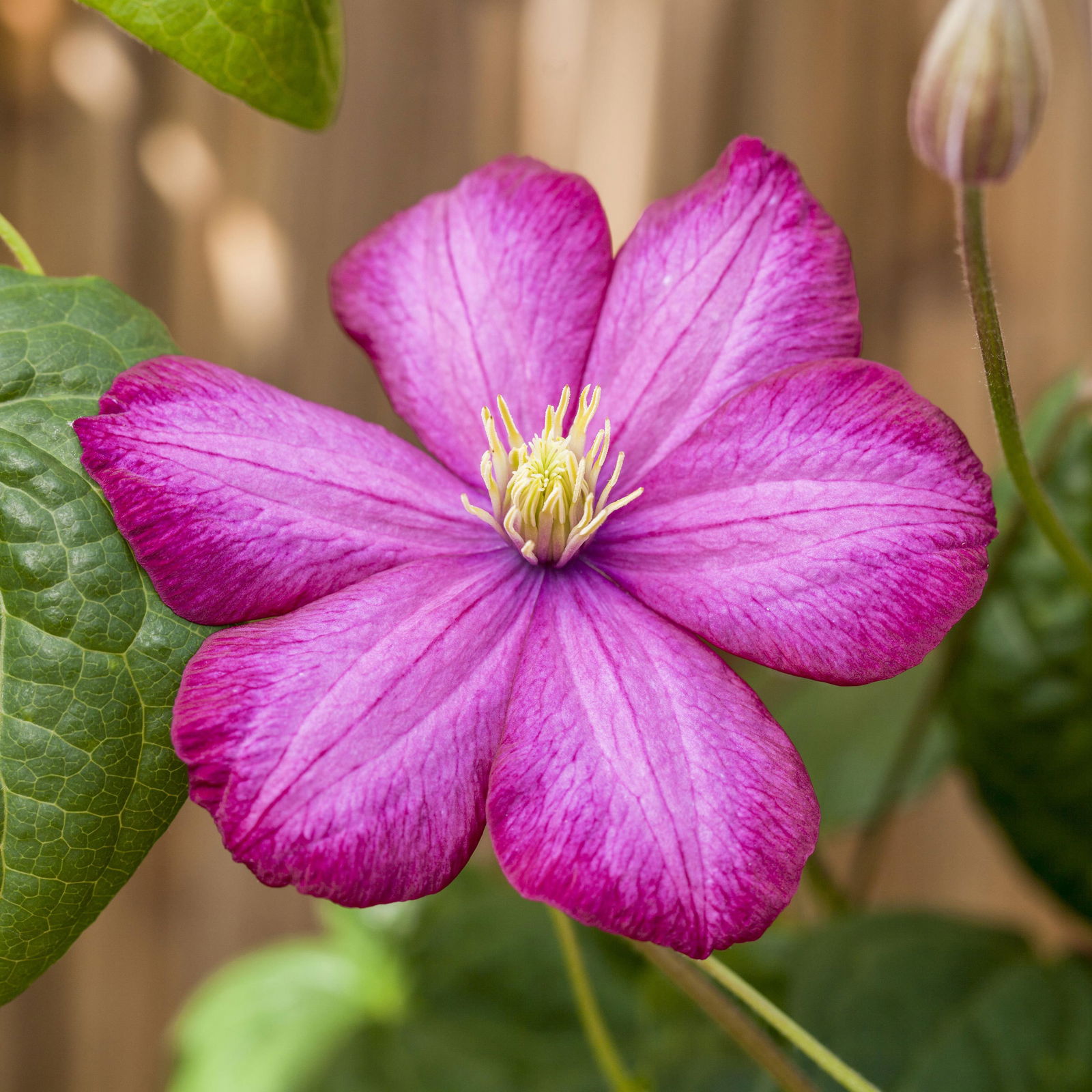 Clematis 'Ville de Lyon', purpurrot, 2er-Set, Topf 2 Liter