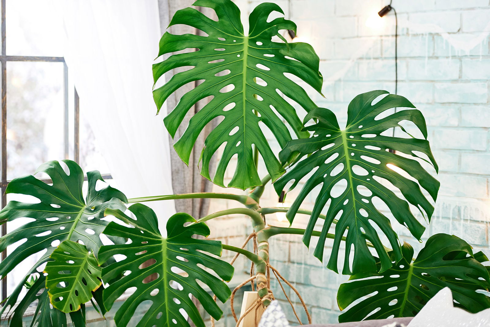 Monstera Blätter