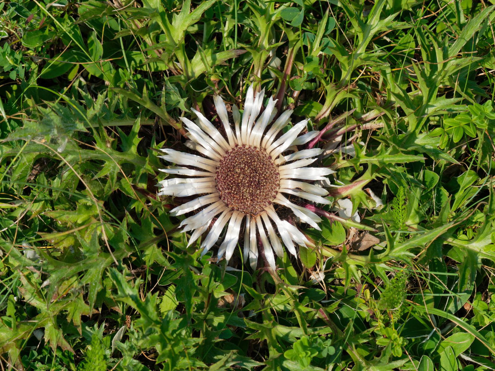 Silberdistel