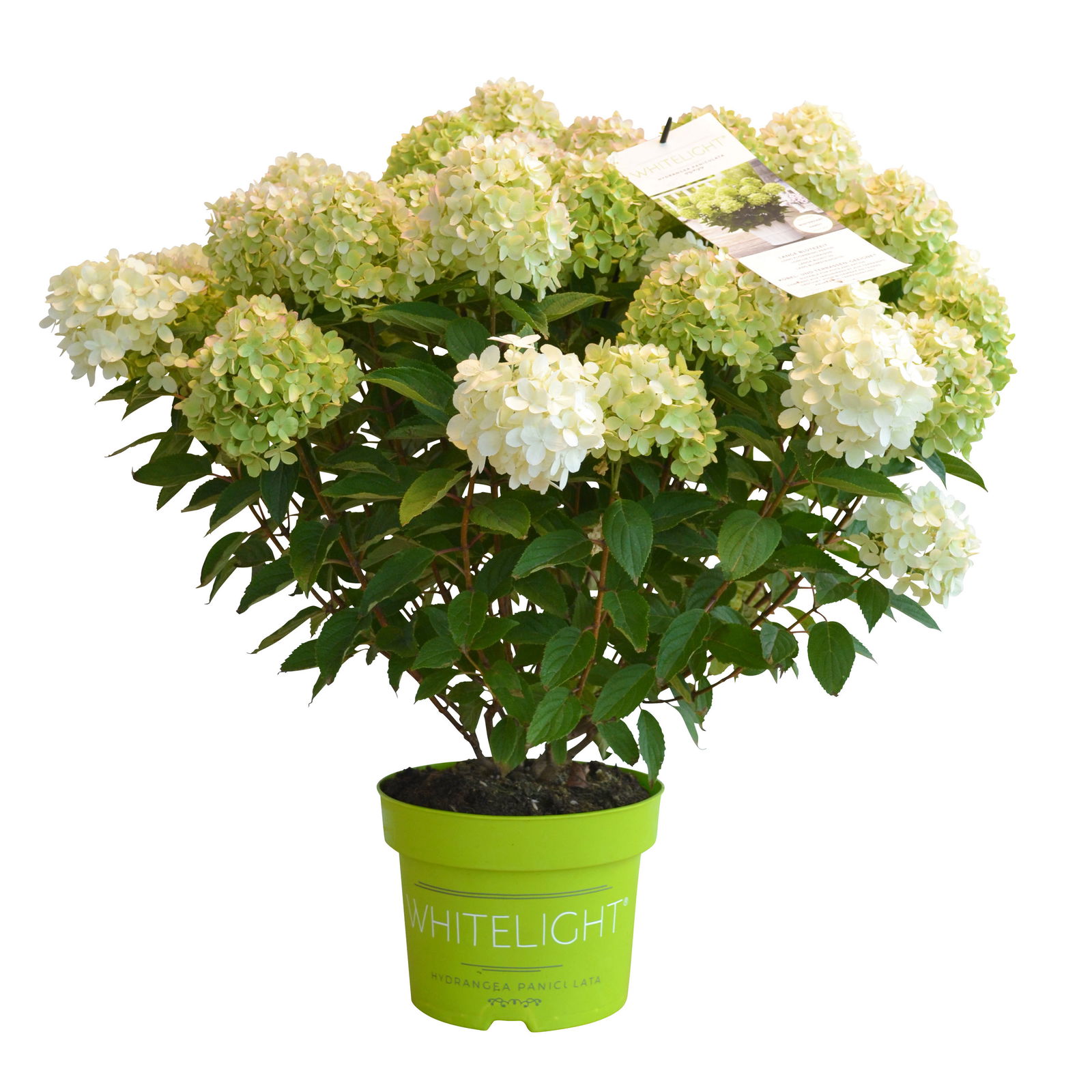 Rispenhortensie 'Whitelight'®, 3er-Set, Höhe 40-60 cm, Topf 5 Liter