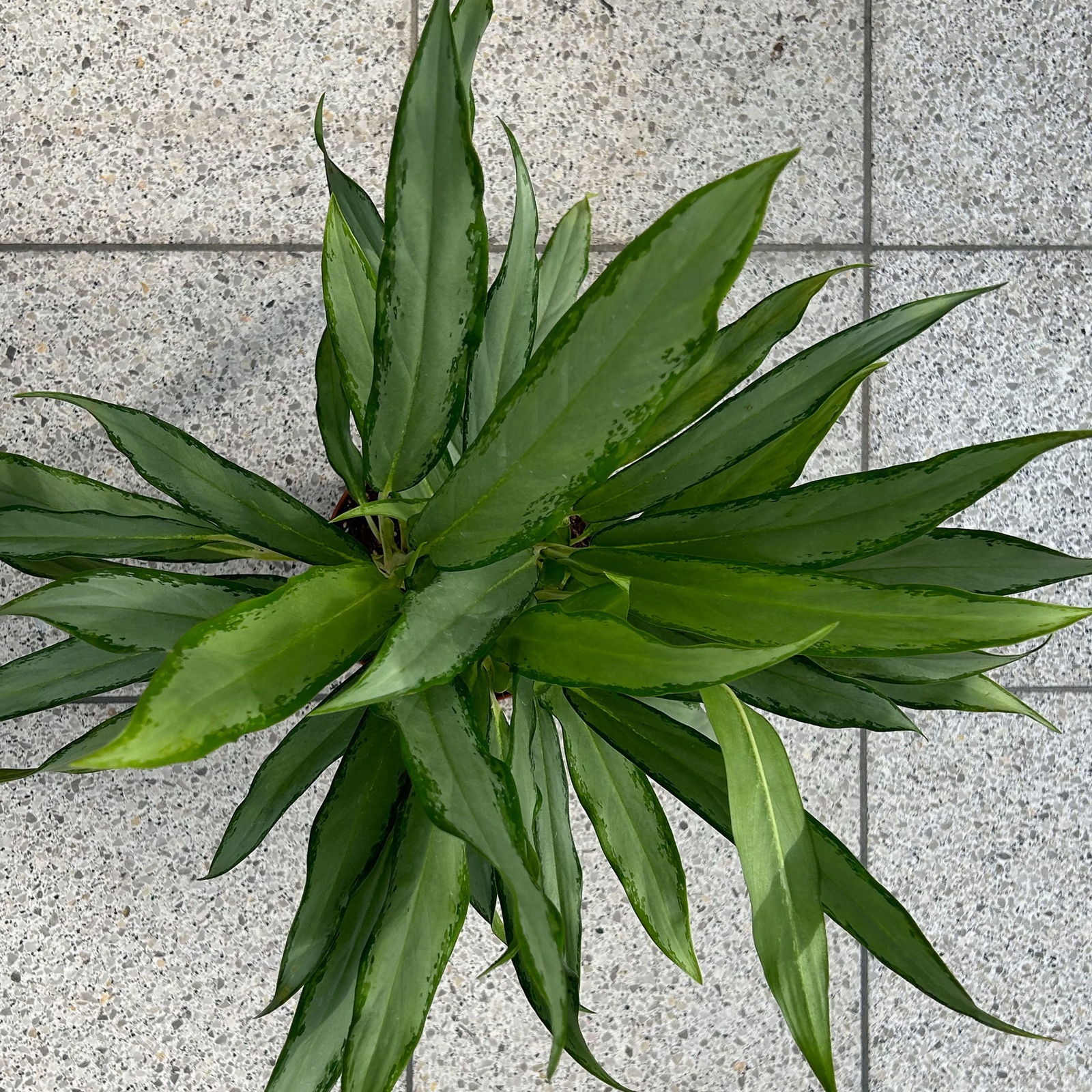 Aglaonema 'White Lance', Topf-Ø 17 cm, Höhe ca. 40 cm