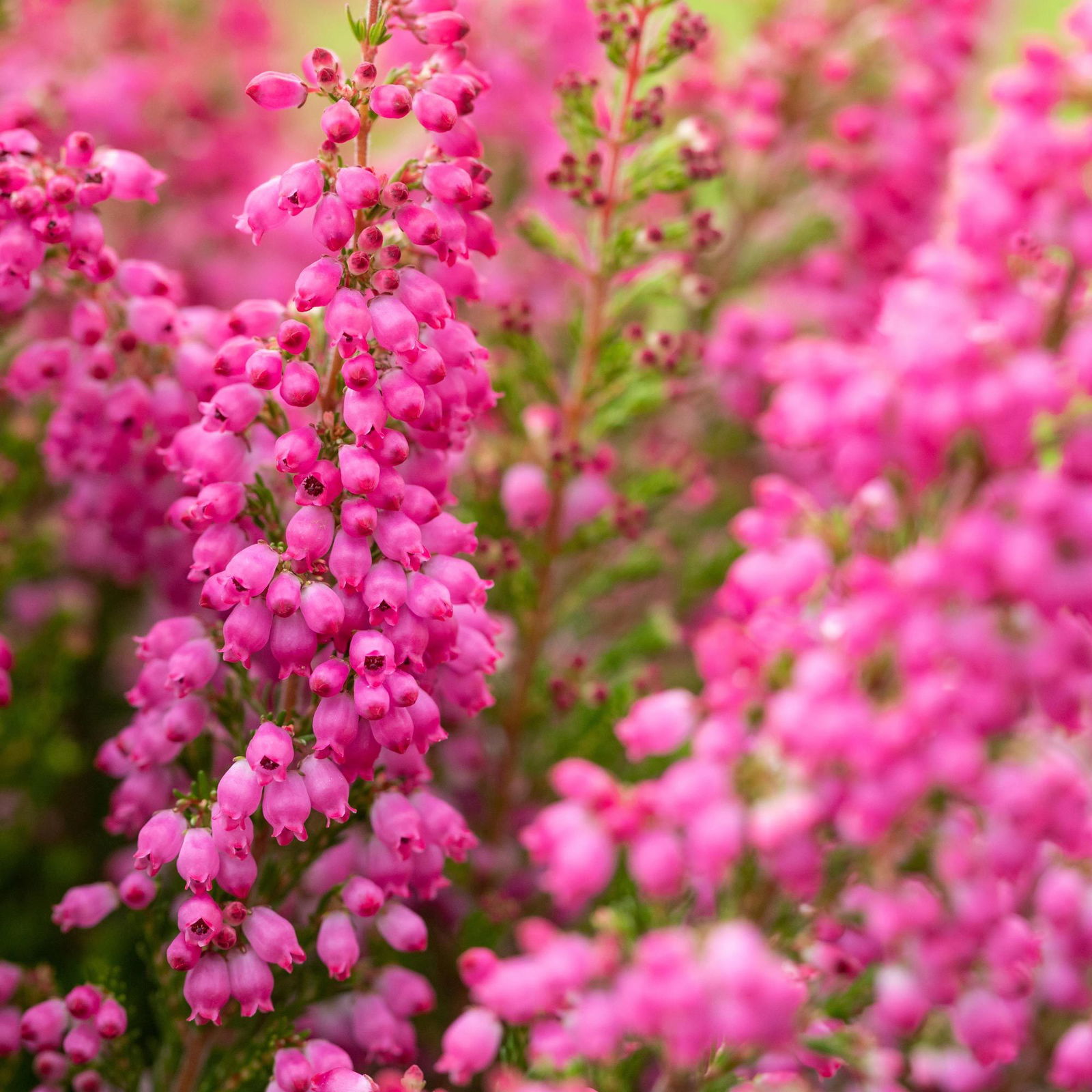 Glockenheide rosa/rot, Farbe nach Verfügbarkeit, Topf-Ø 11cm, 6er-Set