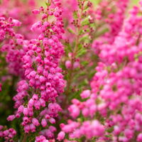 Glockenheide rosa/rot, Farbe nach Verfügbarkeit, Topf-Ø 11cm, 6er-Set