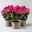 Begonie 'Sweeties Pink®' rosa, dunkellaubig, Topf-Ø 12 cm, 3er-Set