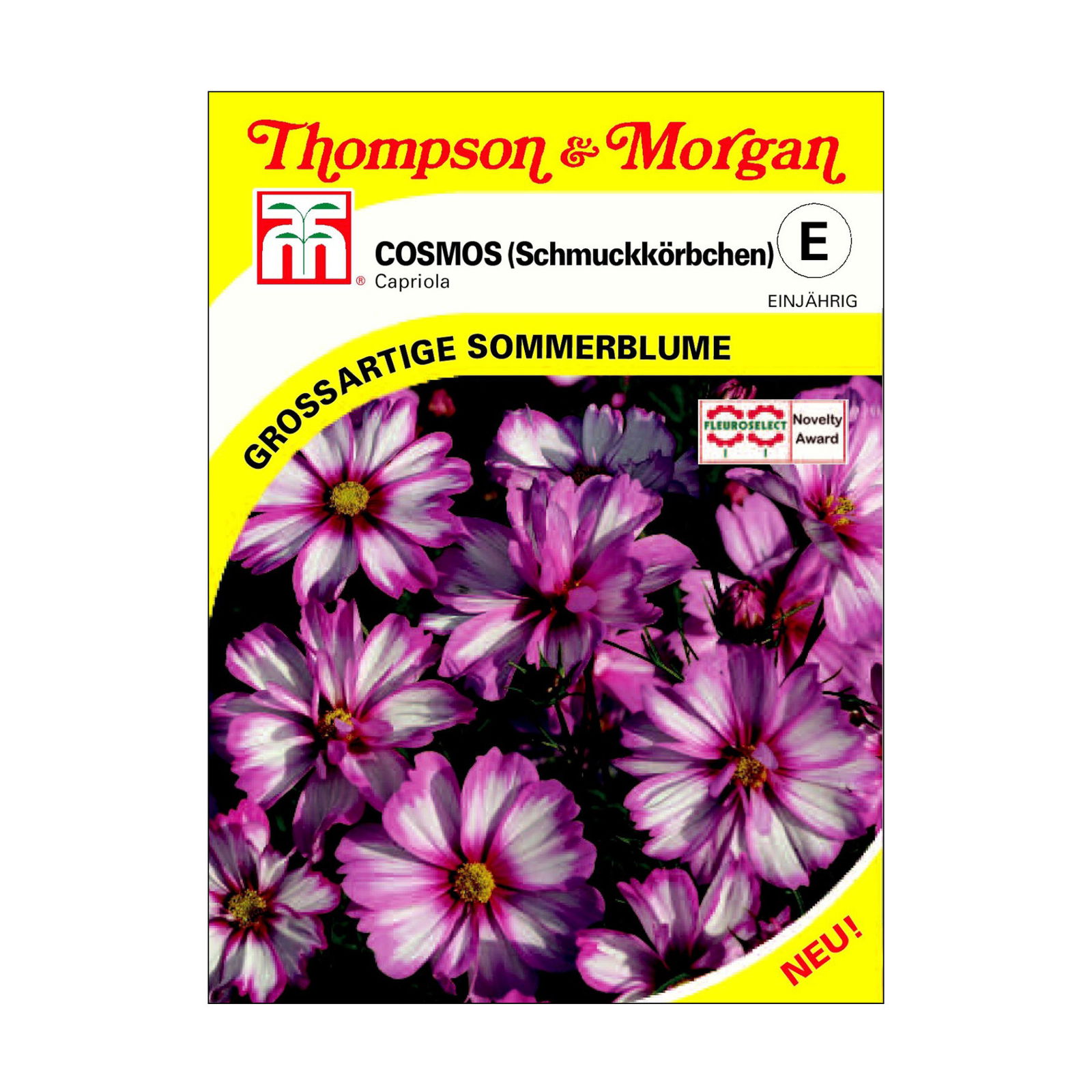 Cosmos Capriola / einjährig, pflegeleicht, ideal fürs Beet