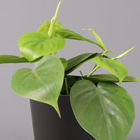 Philodendron scandens in Topf anthrazit, Topf-Ø 12 cm, Höhe ca. 20 cm, 2er-Set