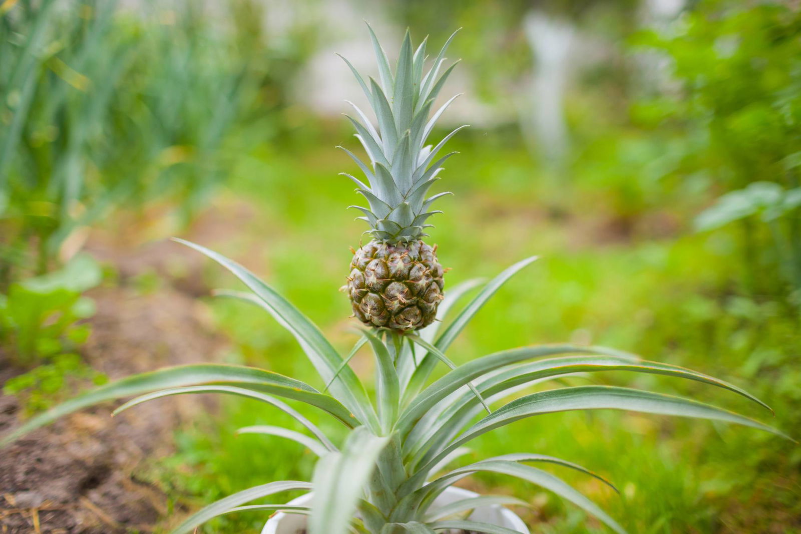 Zierananas