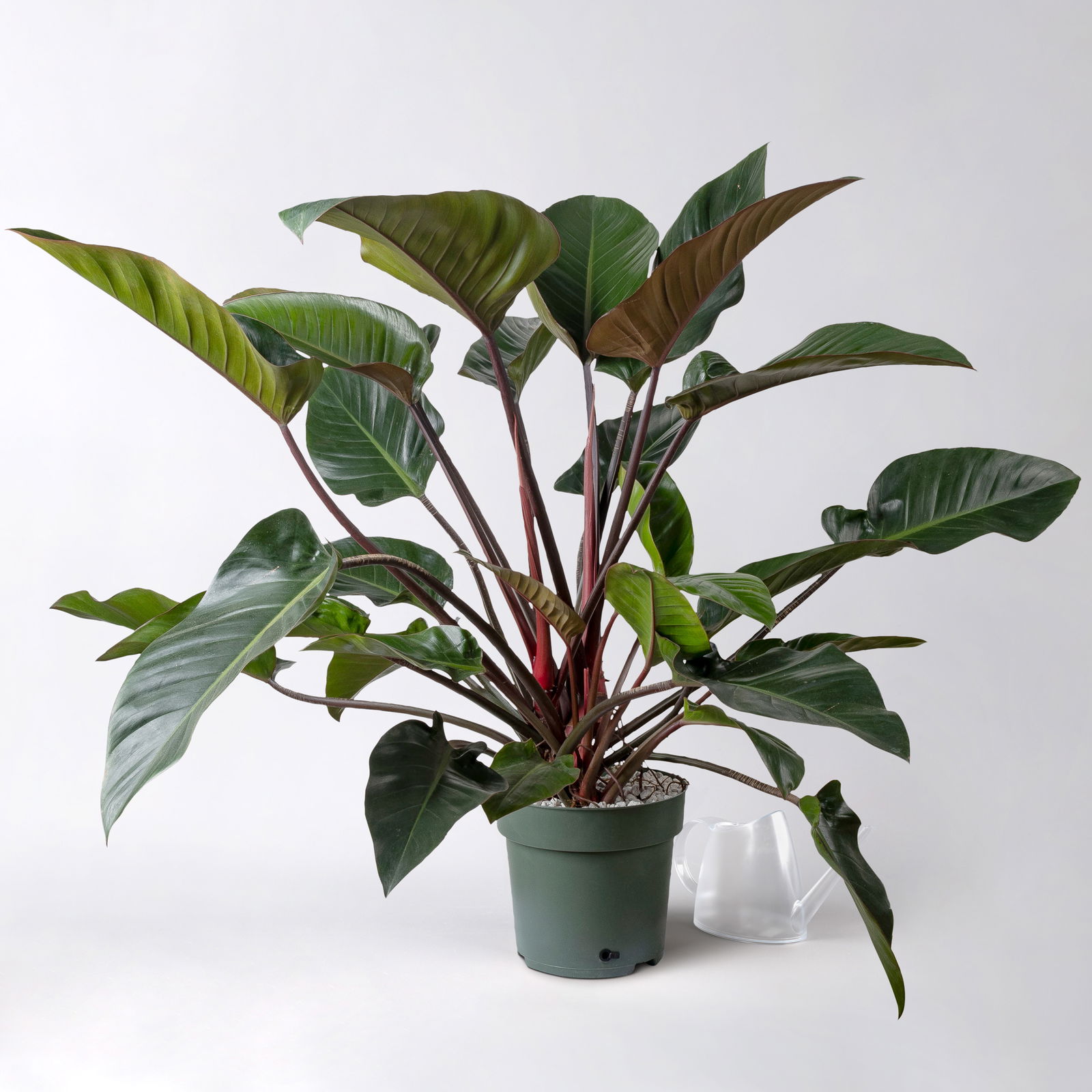 Philodendron 'Red Beauty', Topf-Ø 27cm, Höhe ca. 100cm, inkl. Bewässerungssystem