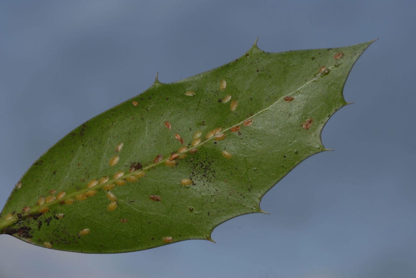 Schildläuse an Ilex