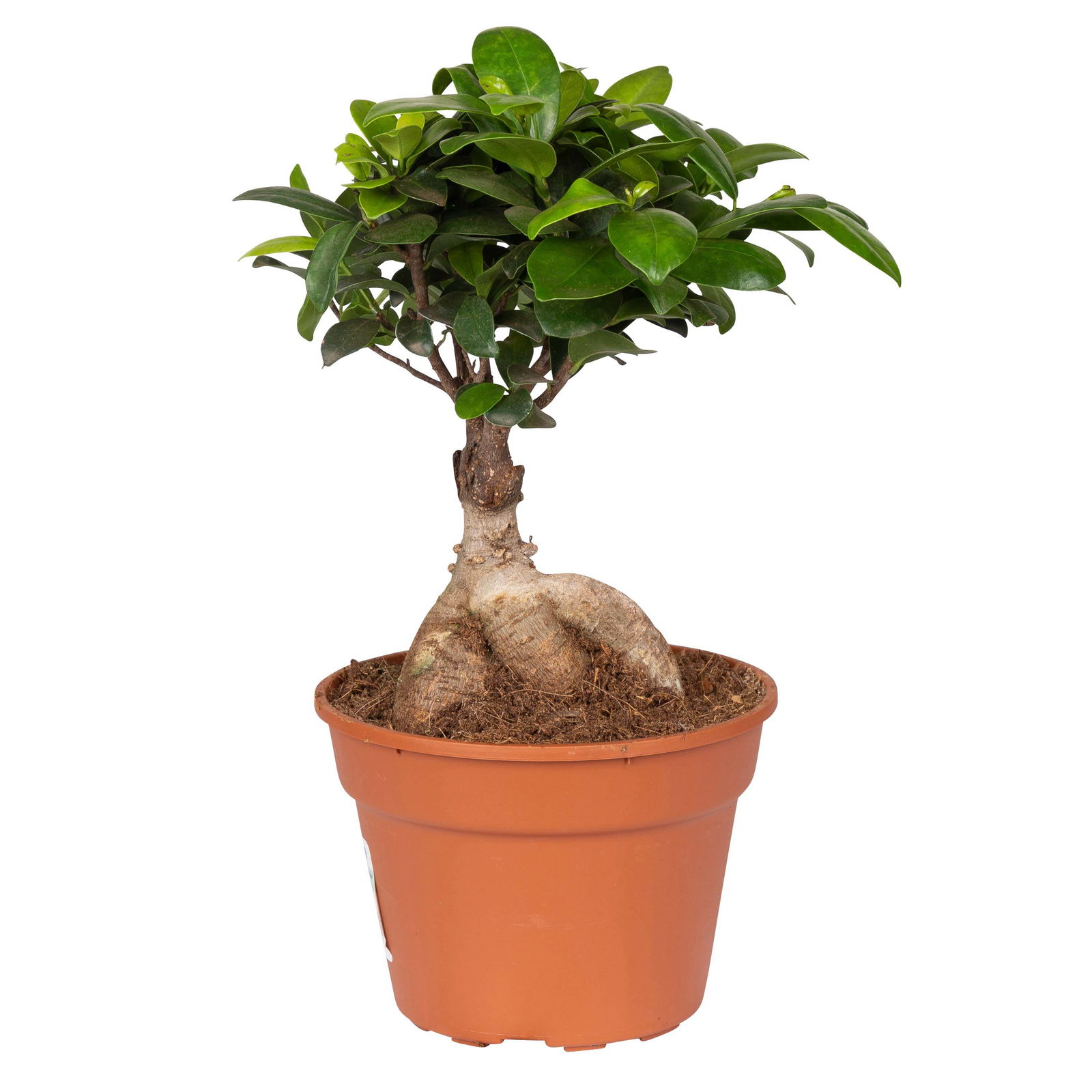 Ficus microcarpa 'Ginseng', Topf-Ø 17 cm, Höhe ca. 40 cm