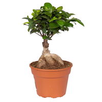 Ficus microcarpa 'Ginseng', Topf-Ø 17 cm, Höhe ca. 40 cm