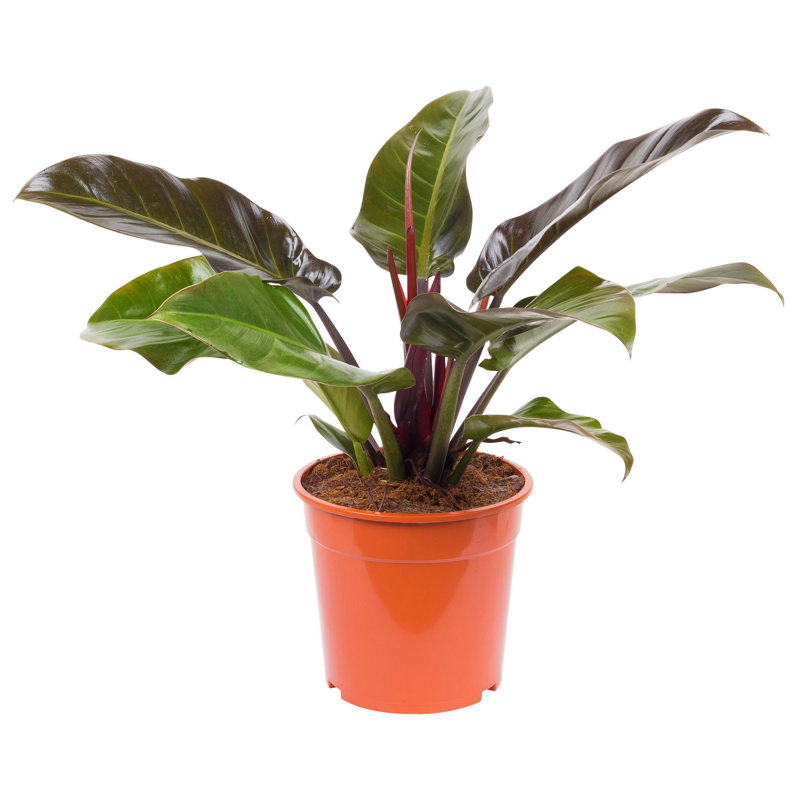 Philodendron 'Imperial Red', Topf-Ø 24 cm, Höhe ca. 70 cm