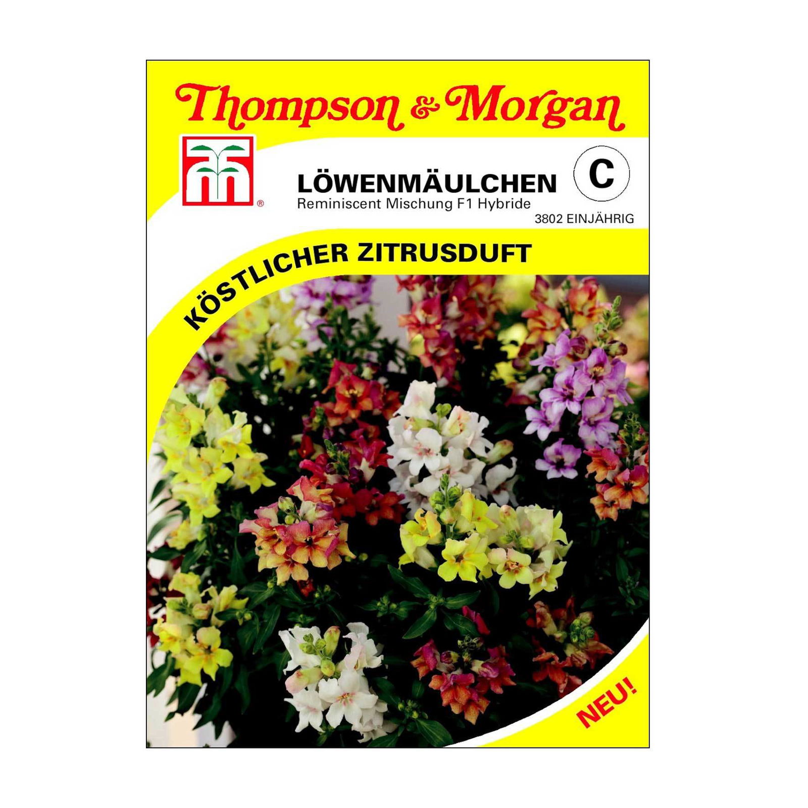 Löwenmaul (Antirrhinum) Reminiscent Mischung F / Hybride einjährig 