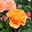 Strauchrose 'Arabia®', dunkelorange, Topf 5 Liter