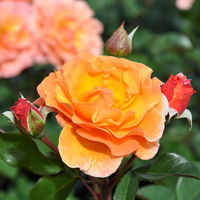 Strauchrose 'Arabia®', dunkelorange, Topf 5 Liter