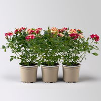 Rose 'Liss' rot-gelb, Topf-Ø 10,5 cm, 3er-Set