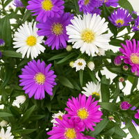 Aster novi-belgii 'Trio' weiß-rosa-blau, Topf-Ø 12 cm, 6er-Set