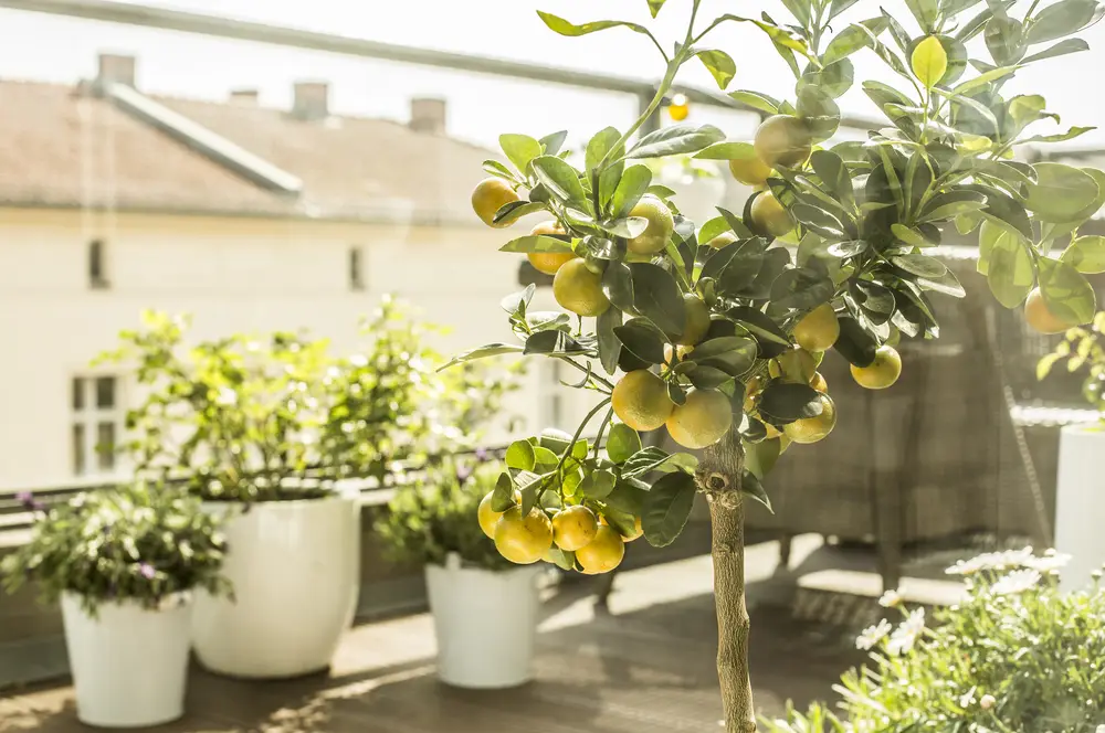 Zitrusbaum auf Balkon an Sommertag