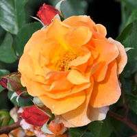 Strauchrose 'Arabia®', dunkelorange, Topf 5 Liter