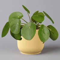 Pilea peperomioides in Übertopf Vibes gelb, Topf-Ø 12 cm, H: ca. 20 cm