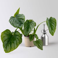 Philodendron mamei grün-silbrig Topf-Ø 12 cm, Höhe ca. 25 cm