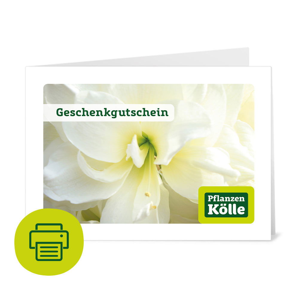 Gutschein zum Ausdrucken 'Amaryllis'