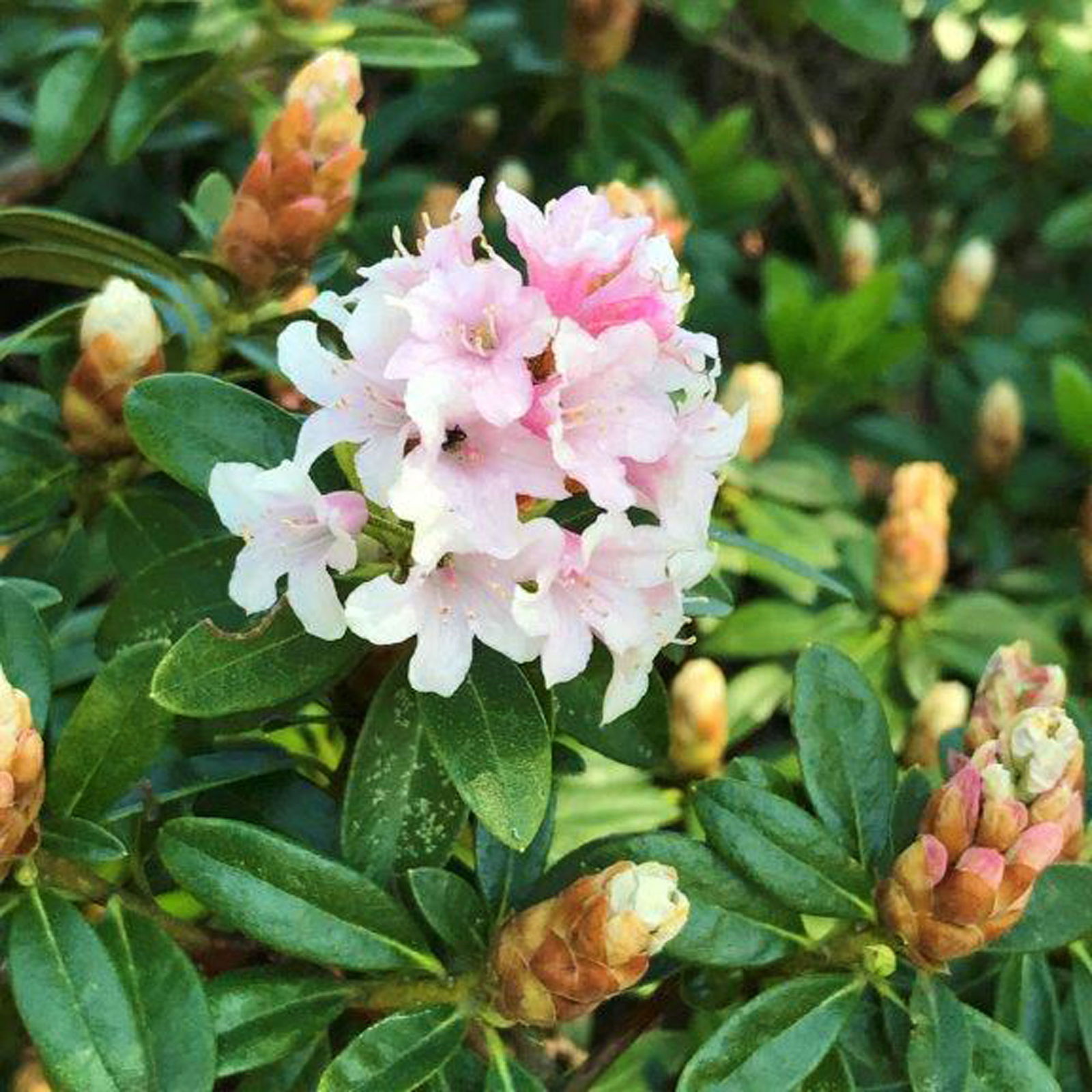 Rhododendron 'Bloombux'® Pink, 6er-Set, Höhe 20-25 cm, Topf 2 Liter