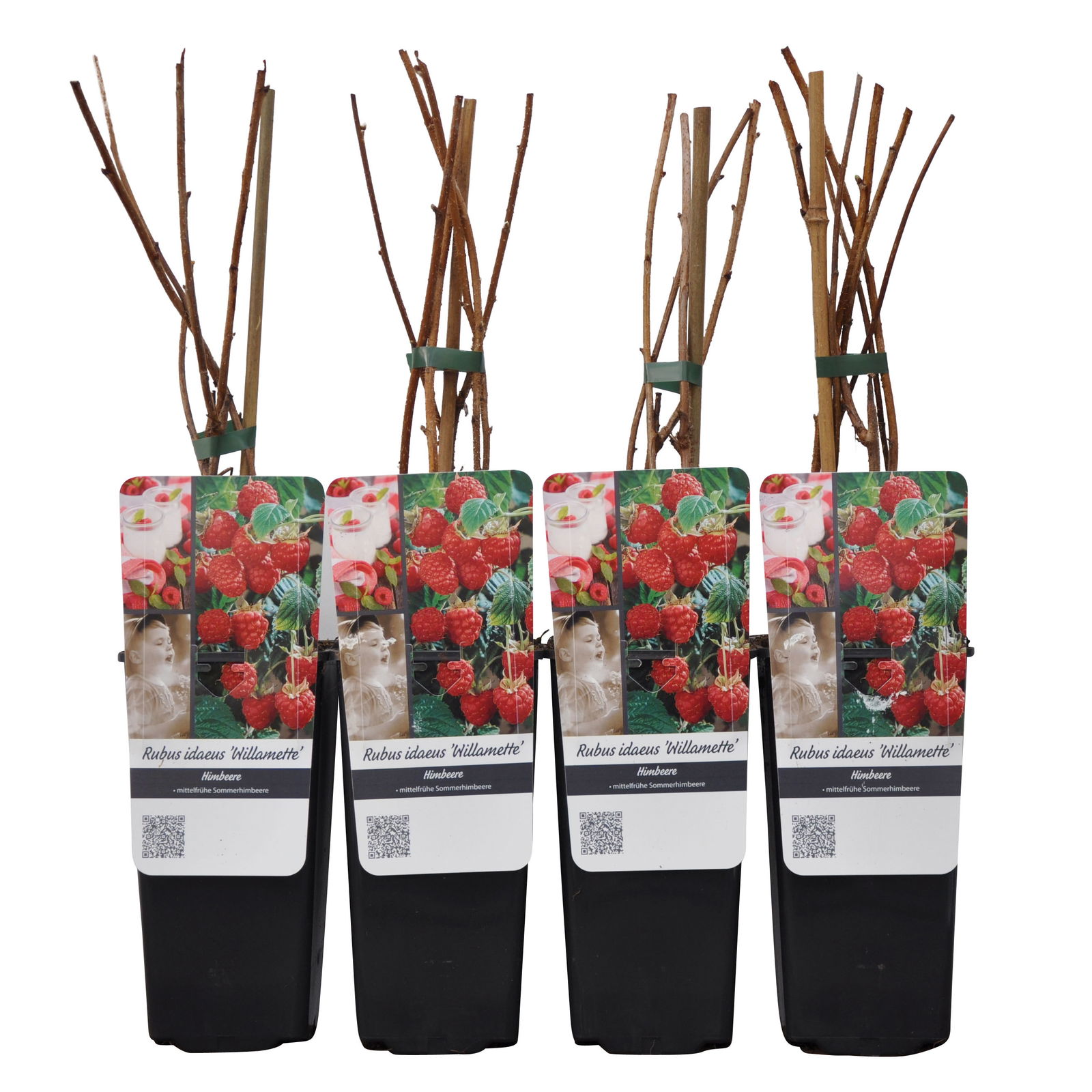 Sommerhimbeeren 'Willamette', 4er-Set, Topf je 2 Liter