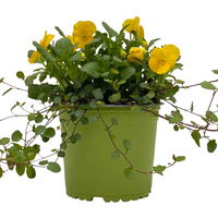 Hornveilchen mit Mühlenbeckia, Farbe zufällig, Topf-Ø 13 cm, 6er-Set