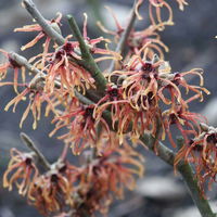 Hamamelis x intermedia ORANGE, Höhe 60-80 cm, Topf 7,5 Liter